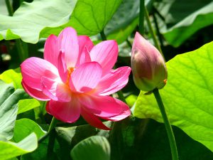 Indian lotus