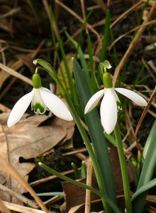 Hovirag Galanthus sp