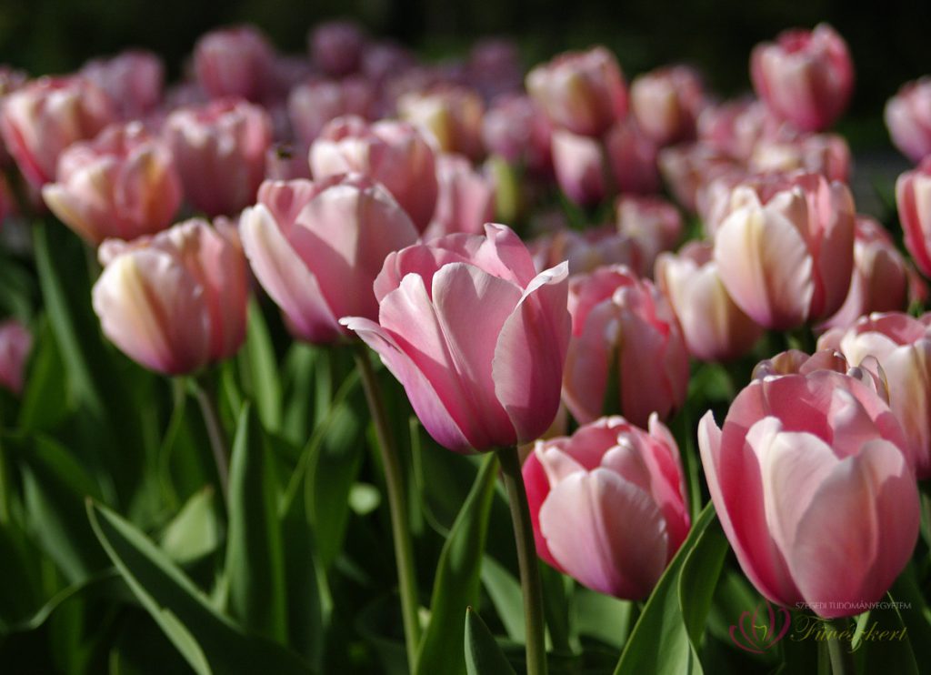 rozsaszin tulipanok2