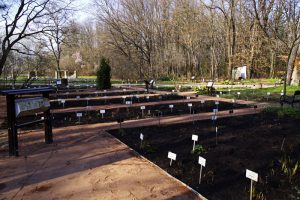 Heilpflanzengarten - Botanischer Garten SZTE