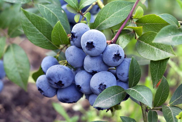 Carteret Blueberry