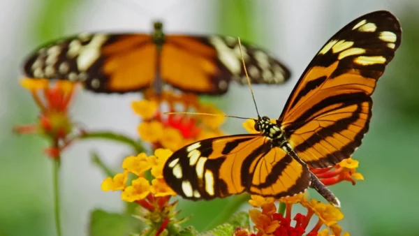 Tropical butterfly garden