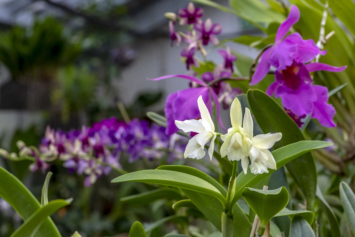The orchid house can be visited on Saturdays